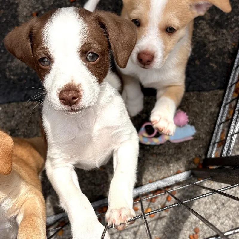 A baby small-sized male White / Cream Mixed Breed dog named Rowdy for adoption in Evensville, TN