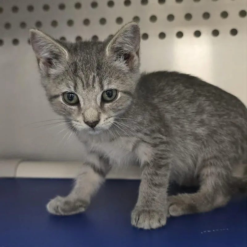 A baby medium-sized female Tabby (Gray / Blue / Silver) Domestic Short Hair cat named Kenzie for adoption in Orange, VA
