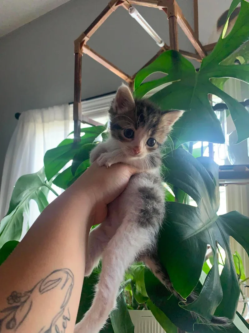 A baby medium-sized male Tabby (Brown / Chocolate) Domestic Short Hair cat named Rudy for adoption in Leitchfield, KY