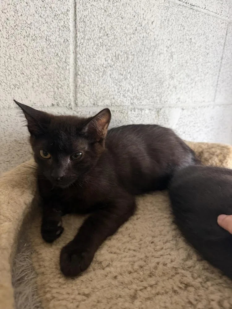 A young small-sized male Black Domestic Short Hair cat named Pete for adoption in Ontario, CA