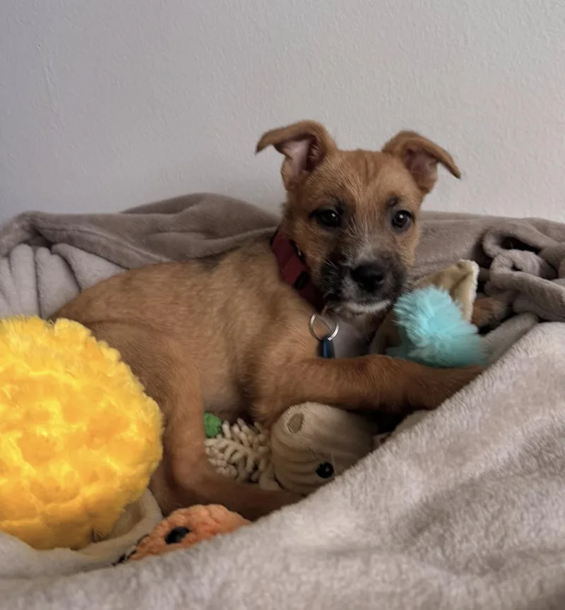 Daisy thumbnail 4