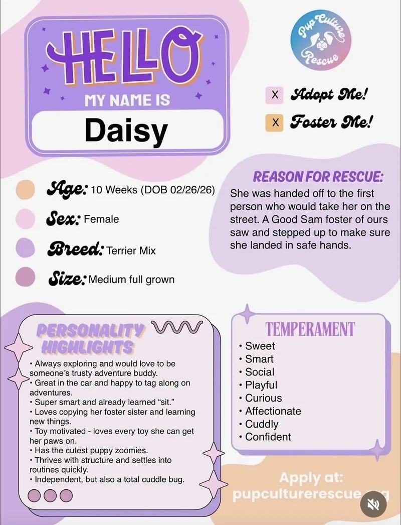 Daisy thumbnail 5