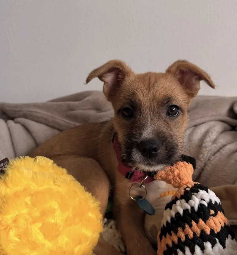 Daisy thumbnail 6