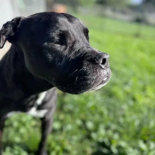 A senior medium-sized female Black American Staffordshire Terrier dog named Ivy Rose for adoption in Turlock, CA