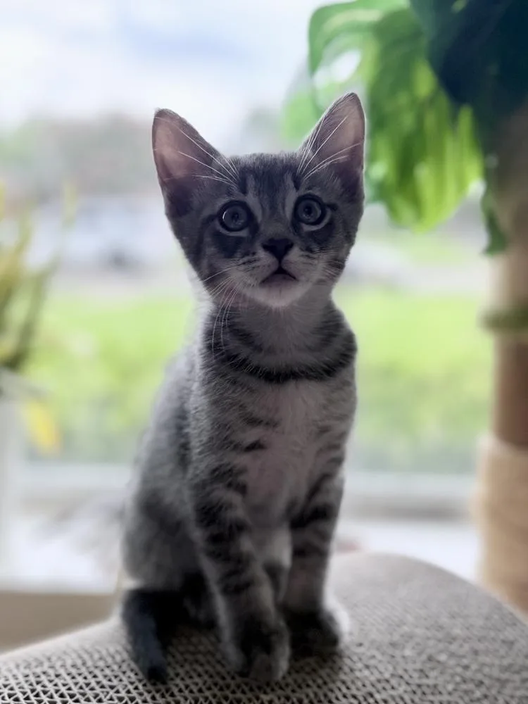 A baby small-sized male Domestic Short Hair cat named Robot Cat for adoption in Dallas, TX