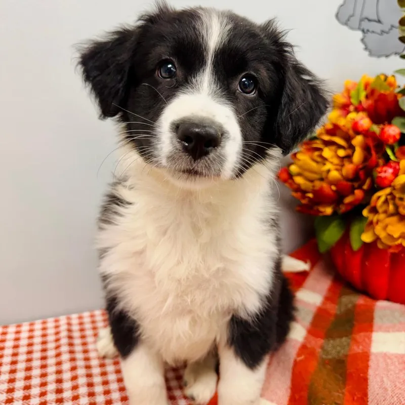A baby small-sized female Black Border Collie dog named Mable for adoption in Lebanon, MO