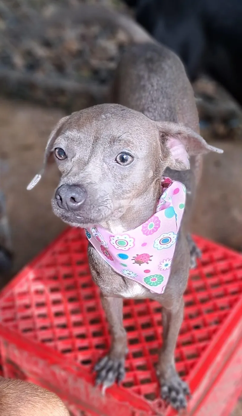 A young small-sized female Chihuahua dog named Betsy for adoption in Albion, NY