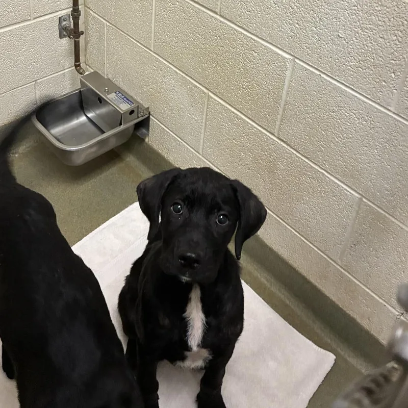 A baby medium-sized male Black Labrador Retriever dog named Bouncy for adoption in Harrisonburg, VA
