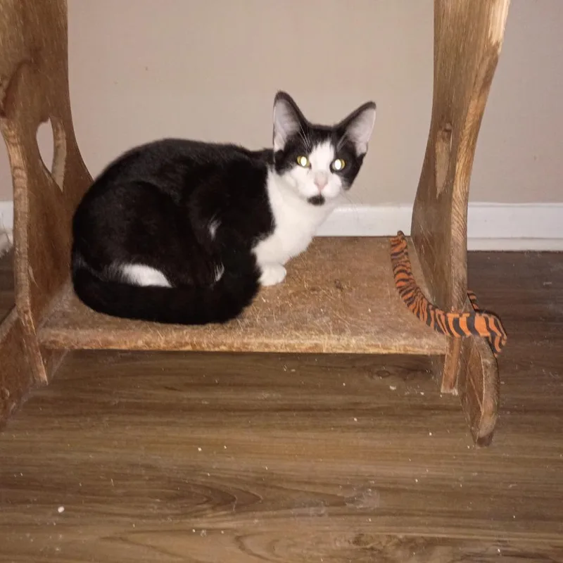 Butch @ Pawz Pet thumbnail 2