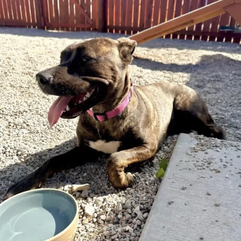 A young medium-sized female Brindle Pit Bull Terrier dog named Maudi for adoption in Lander, WY