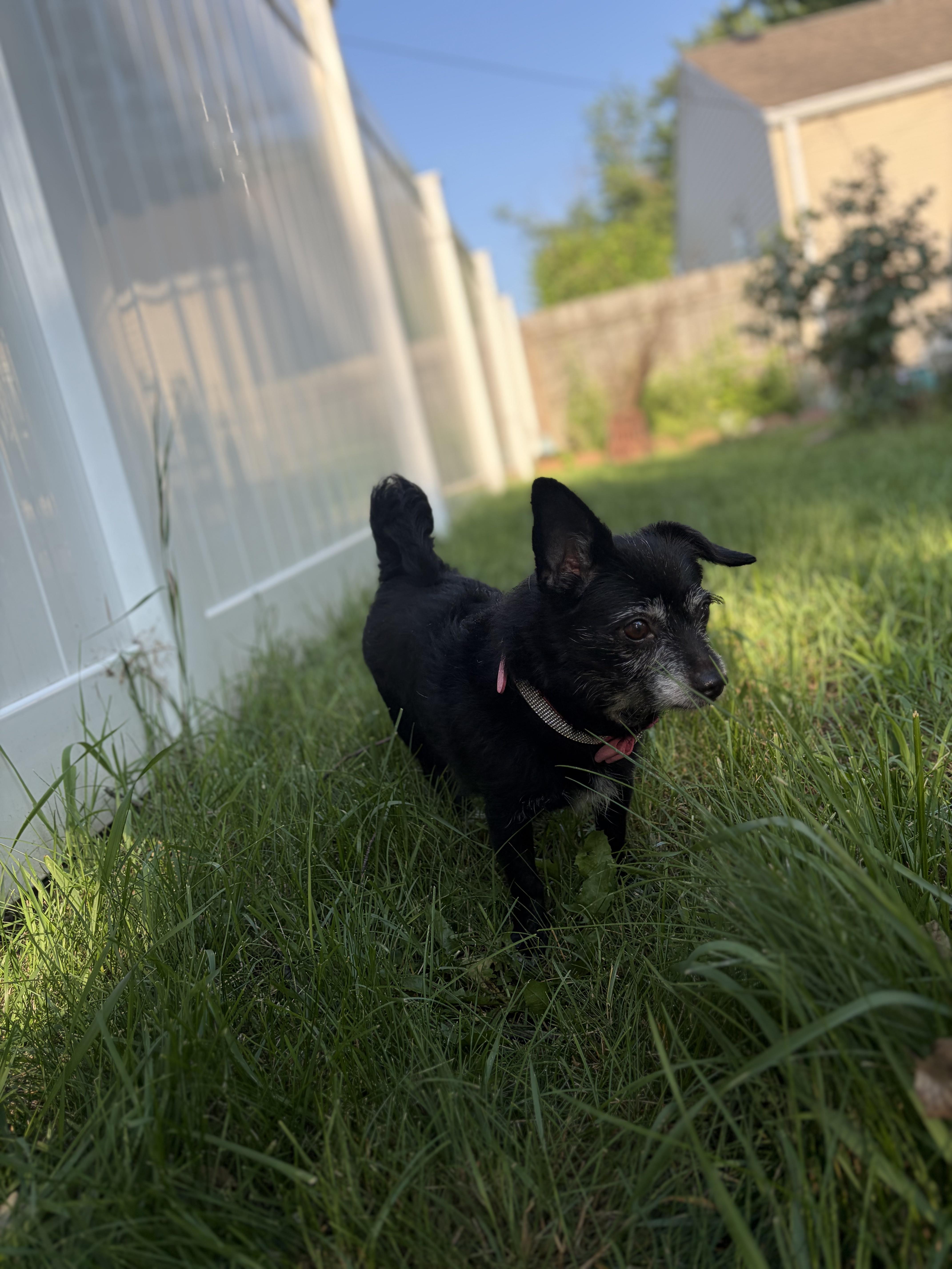 A senior small-sized female Parson Russell Terrier dog named Woonie for adoption in Troy, MI