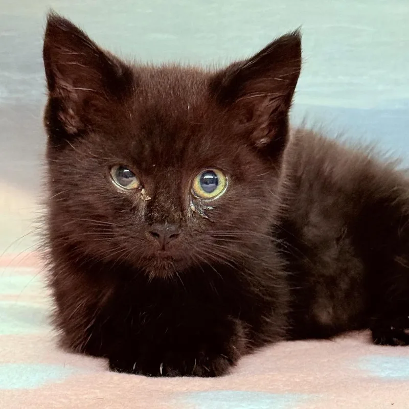 A baby small-sized male Domestic Medium Hair cat named Midnight for adoption in Utica, MI