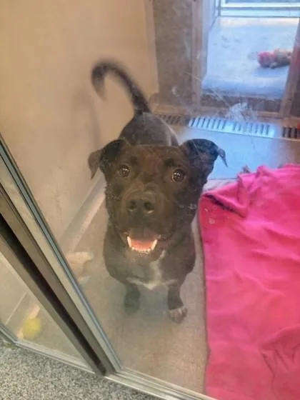 An adult medium-sized male Pit Bull Terrier dog named Spartacus for adoption in Hamilton, MT
