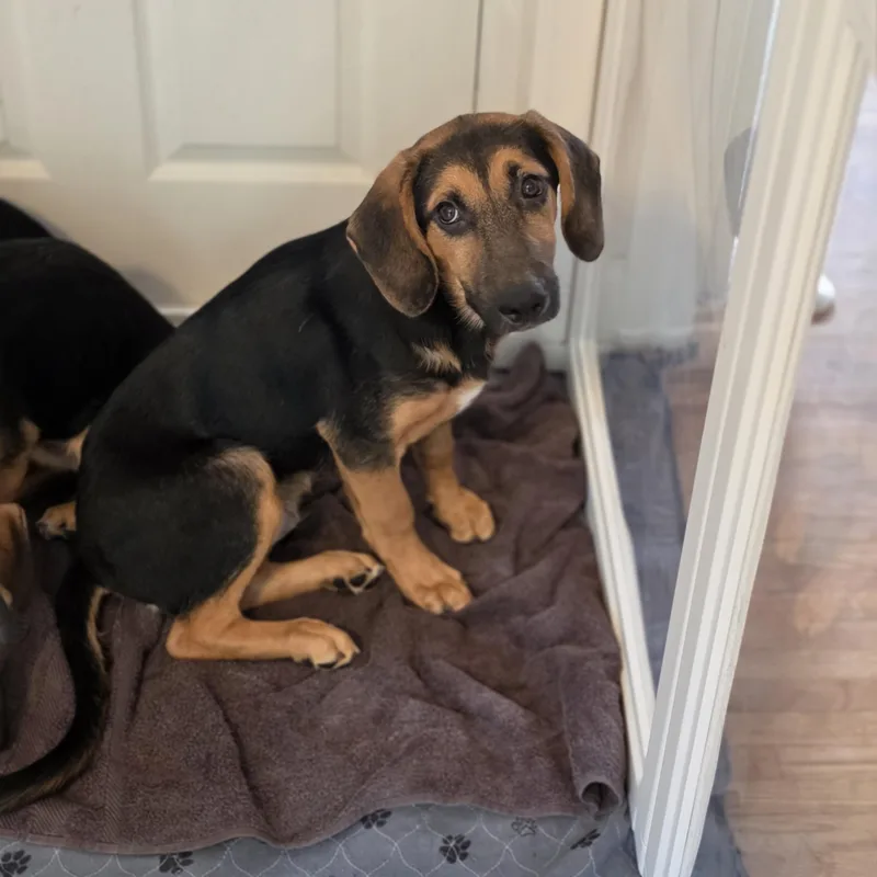 A baby large-sized male German Shepherd Dog dog named Wisp for adoption in Blairstown, NJ