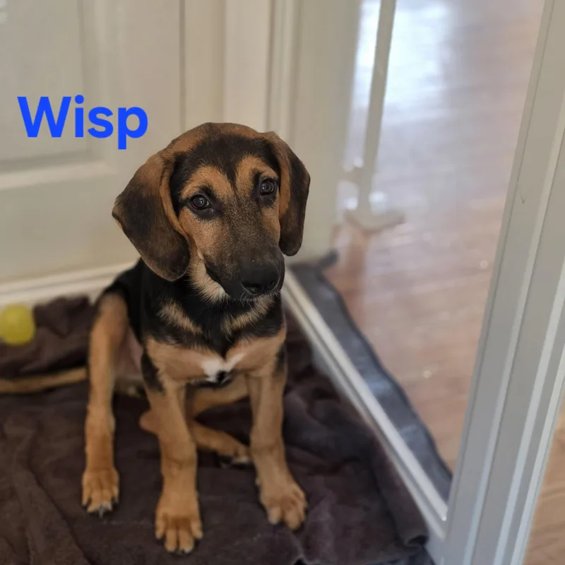 Wisp thumbnail 3