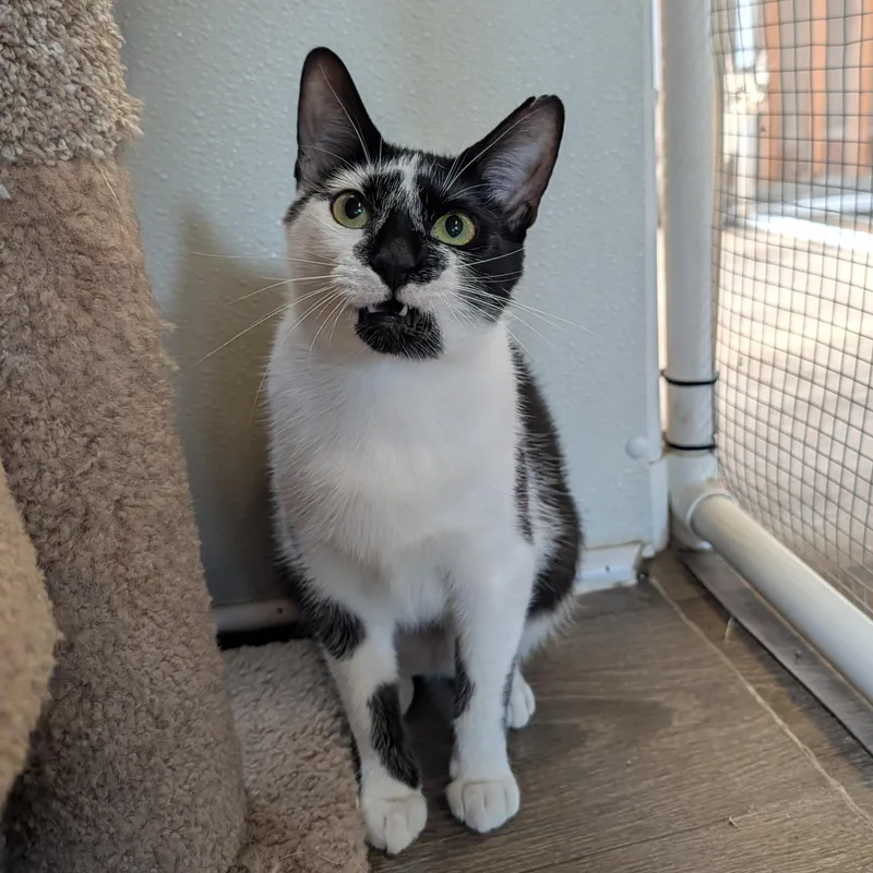 A baby medium-sized female Black & White / Tuxedo Domestic Short Hair cat named Venus for adoption in Waynesville, NC