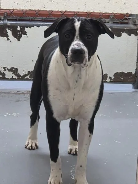 An adult large-sized female Pit Bull Terrier dog named Valkyrie for adoption in Vancouver, WA