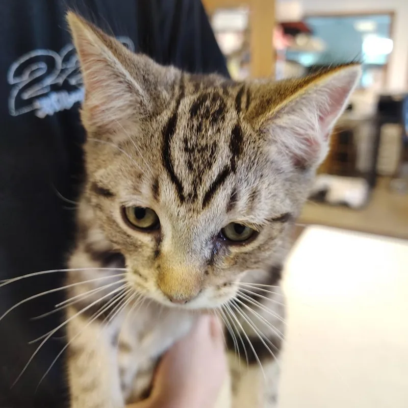 A young small-sized male Tabby (Brown / Chocolate) Domestic Short Hair cat named Kalahari for adoption in Indiana, PA