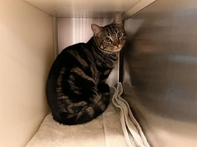 A young medium-sized male Domestic Short Hair cat named Jasper for adoption in Colorado Springs, CO