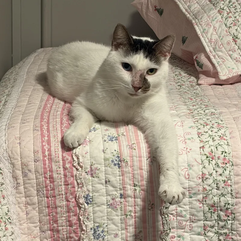An adult medium-sized female White American Shorthair cat named Pickle Dilly for adoption in Fayetteville, NC