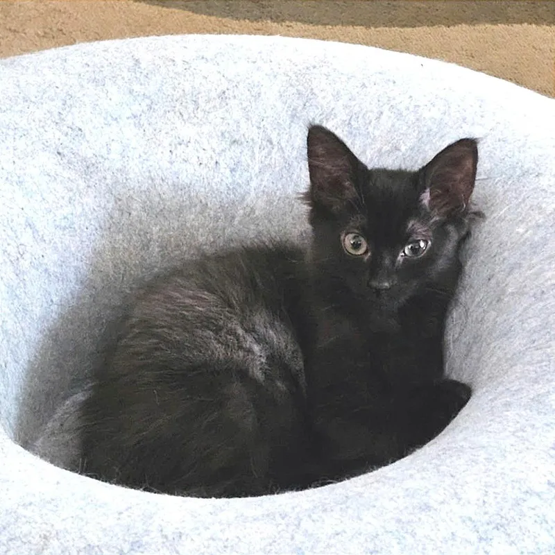 A baby small-sized female Black Domestic Medium Hair cat named Mrs. Beasley for adoption in Newport News, VA