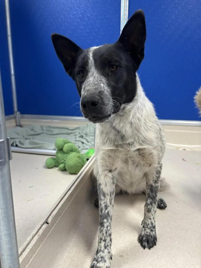 A baby medium-sized female Australian Cattle Dog / Blue Heeler dog named Hazel for adoption in Moriarty, NM