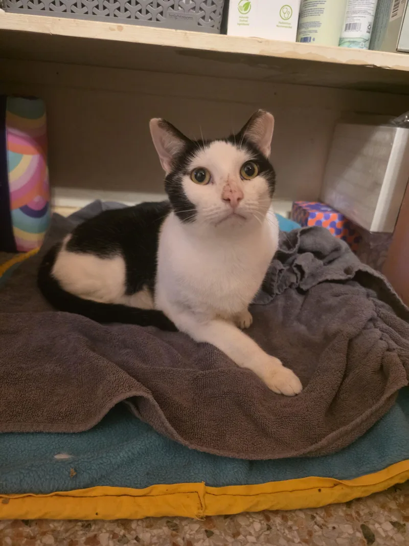 An adult medium-sized male Black & White / Tuxedo Domestic Short Hair cat named Johnny for adoption in Maitland, FL