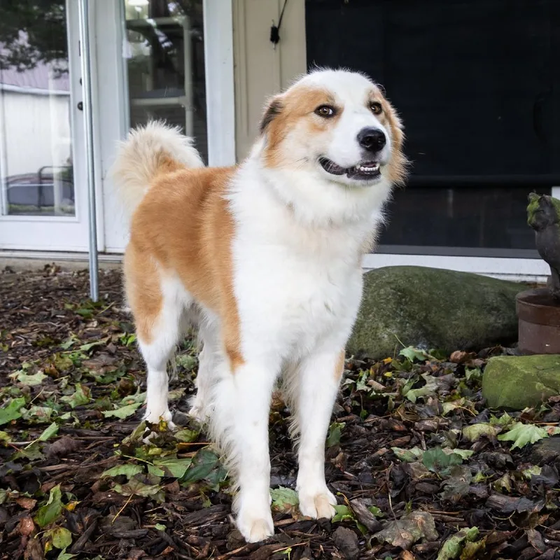 A young medium-sized male Australian Shepherd dog named Jasper for adoption in McKean, PA