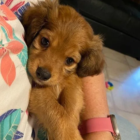 A baby small-sized male Spaniel dog named Bingo for adoption in Brockport, NY