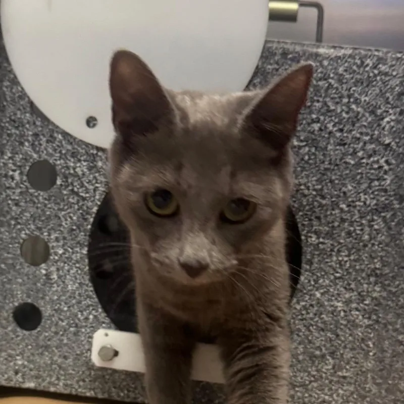 A young medium-sized female Gray / Blue / Silver Domestic Short Hair cat named Otto for adoption in Greenville, SC