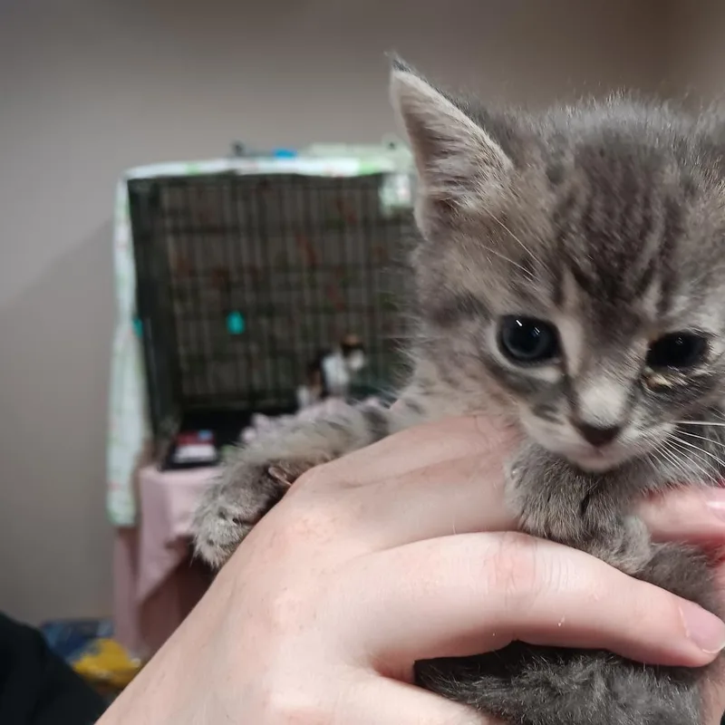 Charmer thumbnail 4