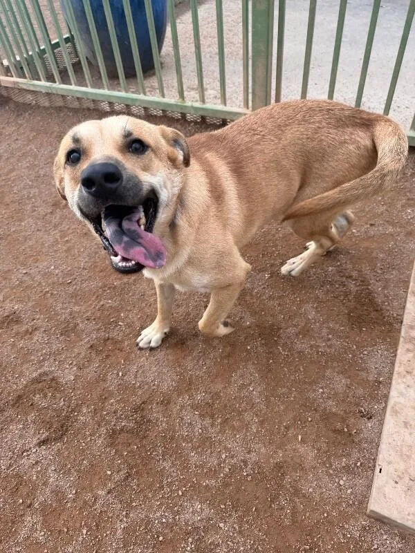 An adult medium-sized male Black Mixed Breed dog named Jito for adoption in Hobbs, NM