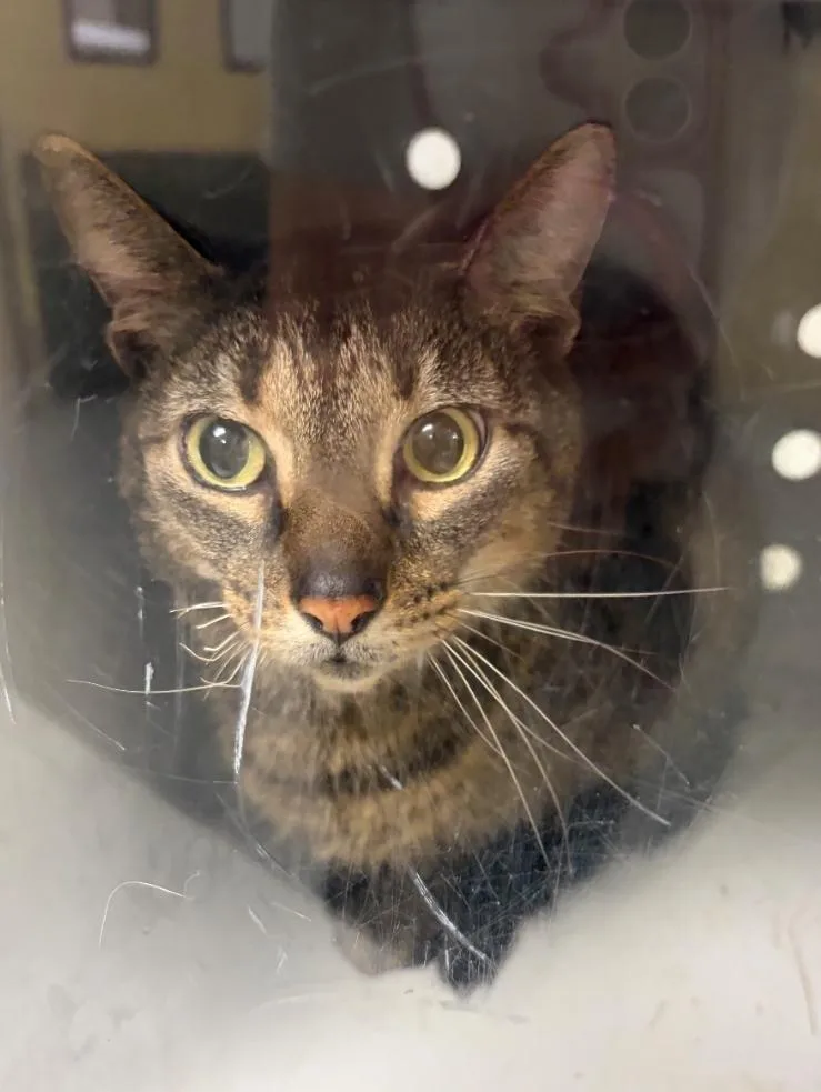 An adult large-sized male Domestic Short Hair cat named Jimmy for adoption in Greenfield, IN