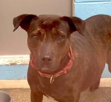 An adult medium-sized female Terrier dog named Zita for adoption in Cincinnati, OH