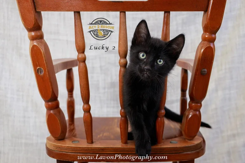 A baby medium-sized male Black Domestic Short Hair cat named Lucky for adoption in Riverside, CA