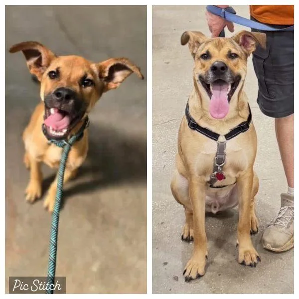 An adult medium-sized male Golden Yellow Labrador Retriever dog named Tracker for adoption in Tampa, FL