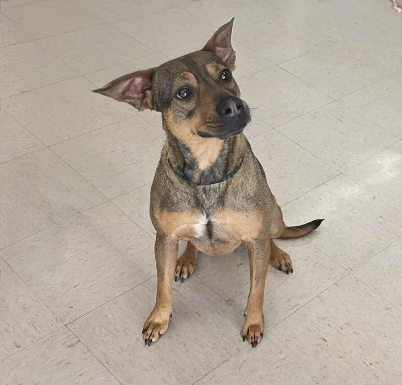 An adult medium-sized female Brindle Mountain Cur dog named Jill for adoption in Houston, TX