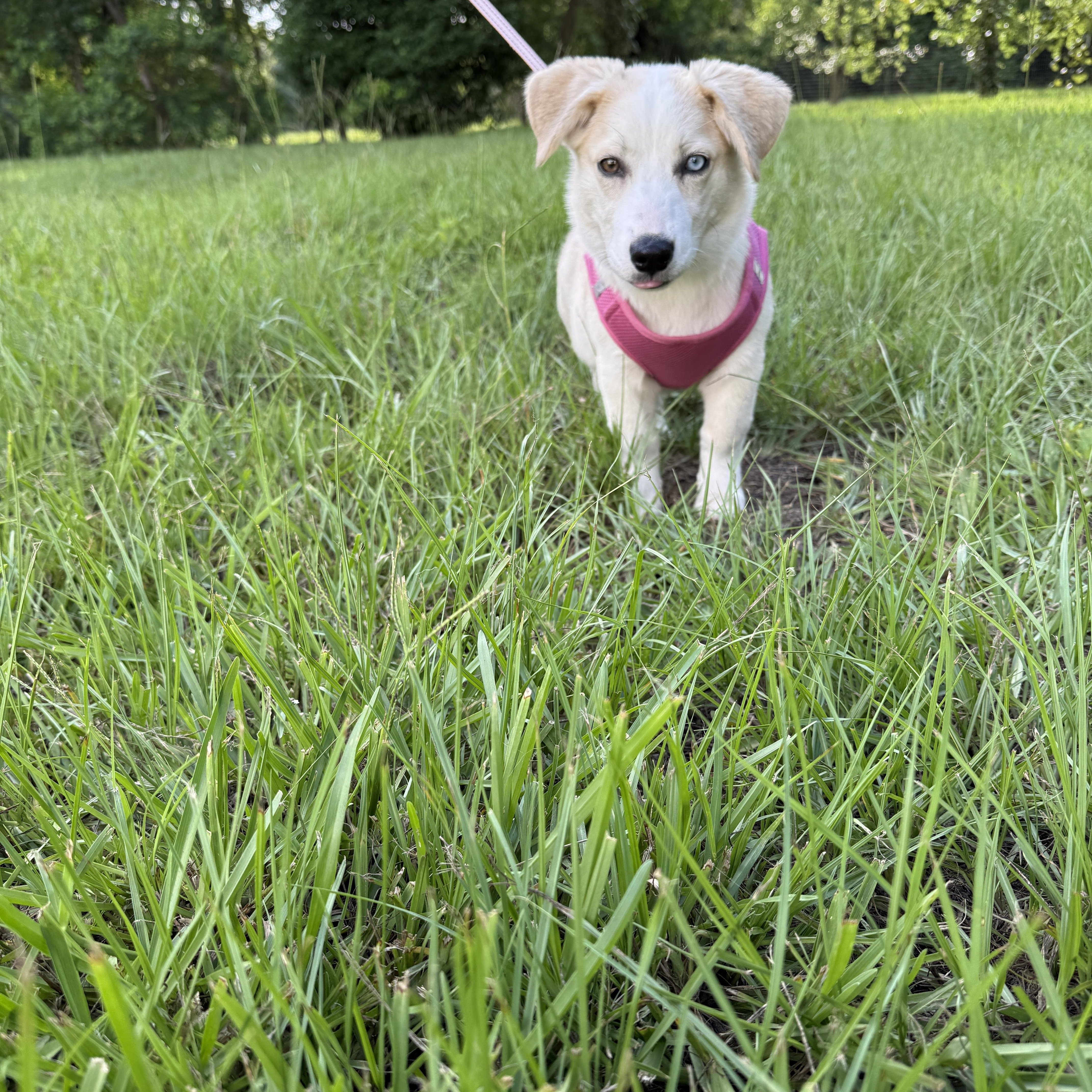 A baby medium-sized female Apricot / Beige Husky dog named Liberty for adoption in Alvin, TX
