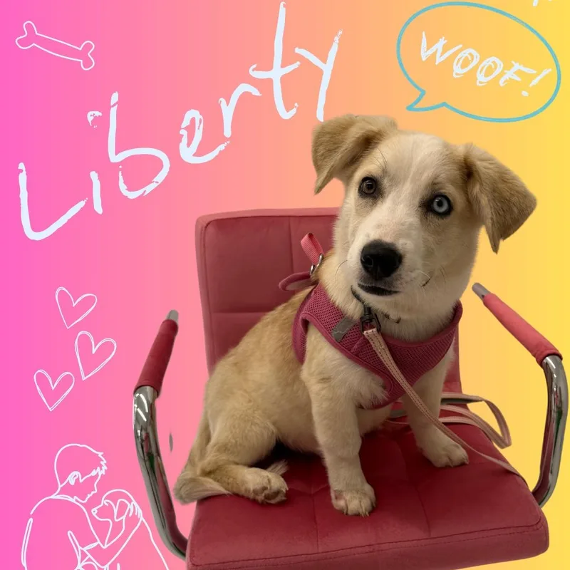 Liberty thumbnail 4