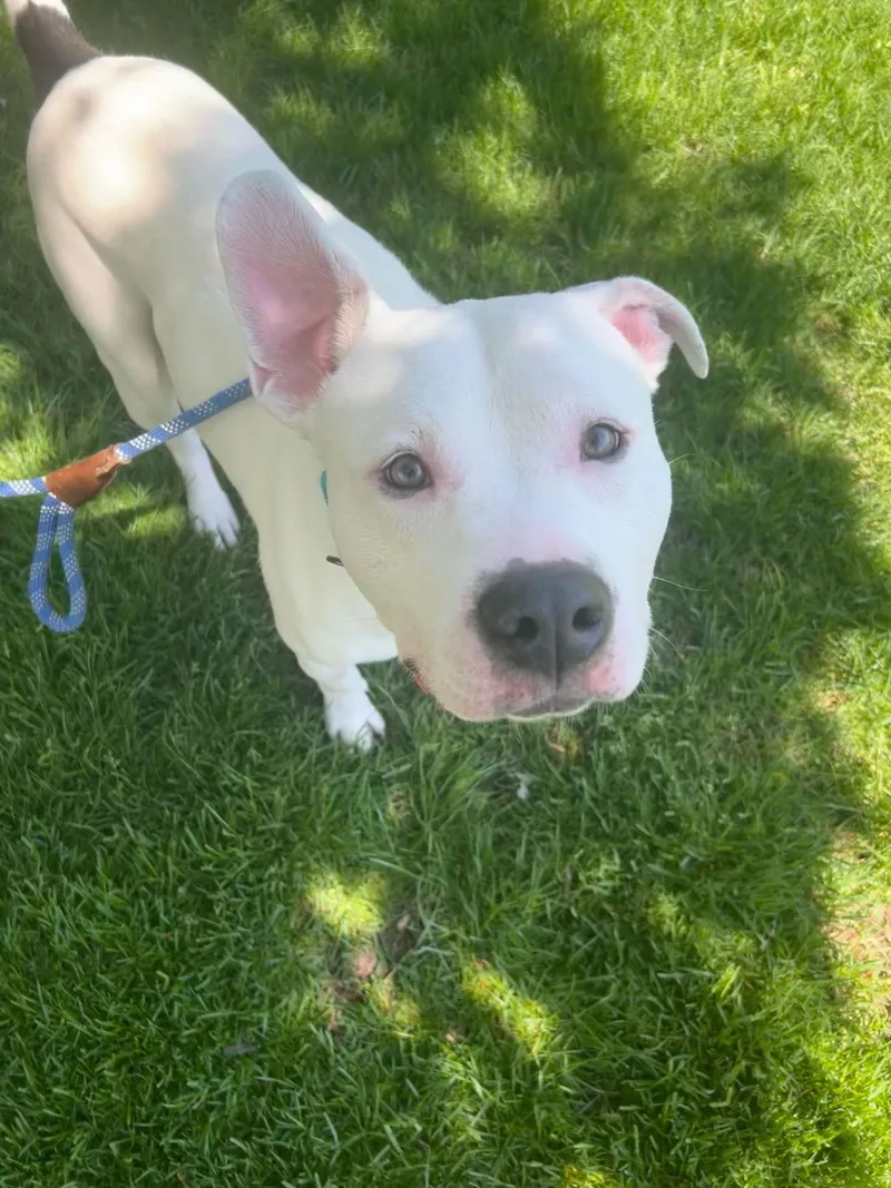 Razzle Dazzle thumbnail 2