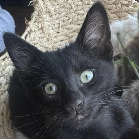A baby medium-sized male Black Domestic Short Hair cat named Darjeeling for adoption in Chicago, IL