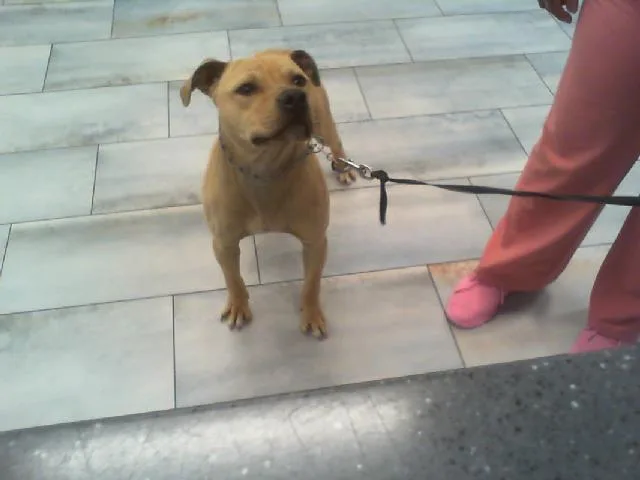 A young medium-sized male Mixed Breed dog named Savion for adoption in Charlotte, NC