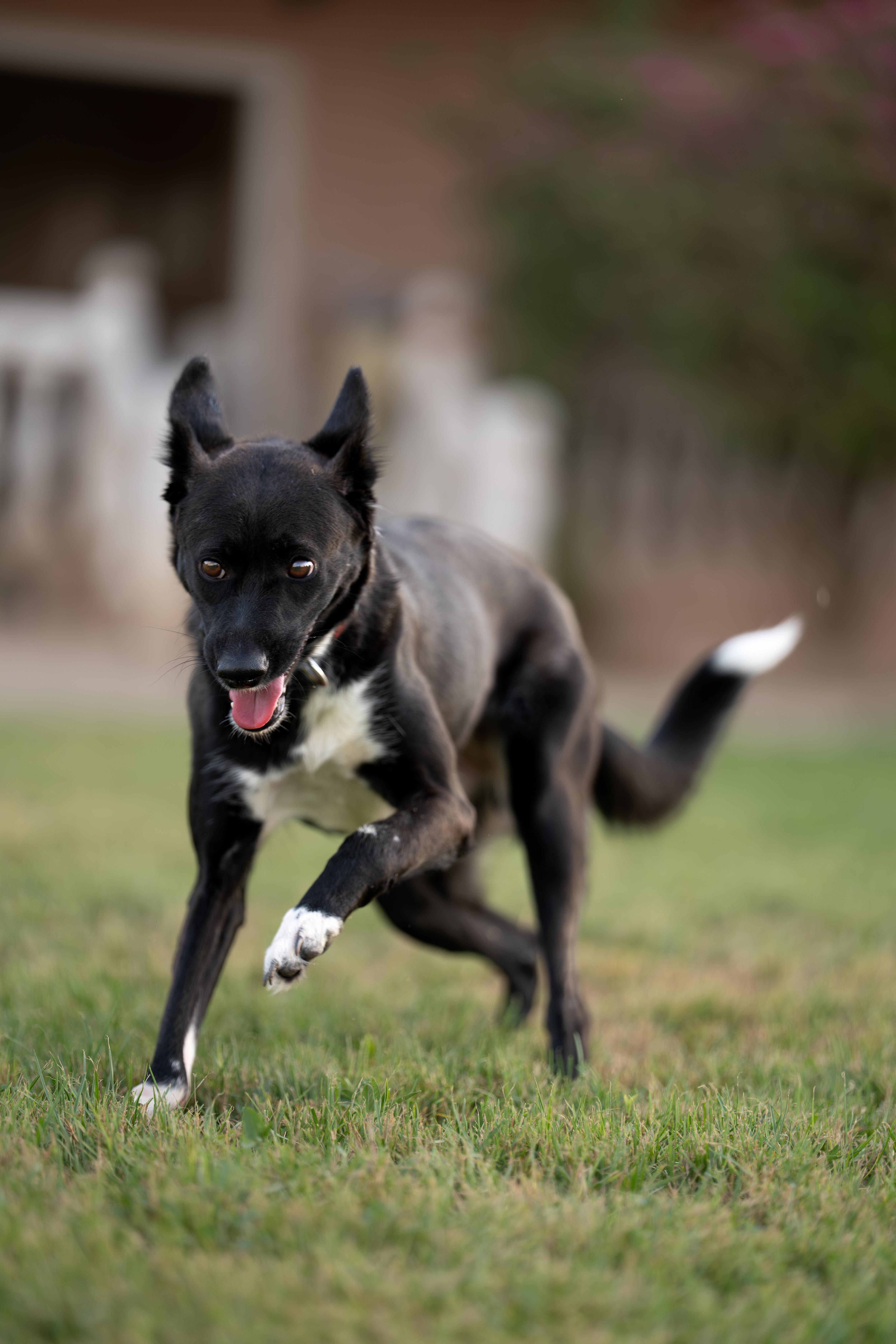 A young medium-sized female Shepherd dog named Bambi for adoption in New York, NY