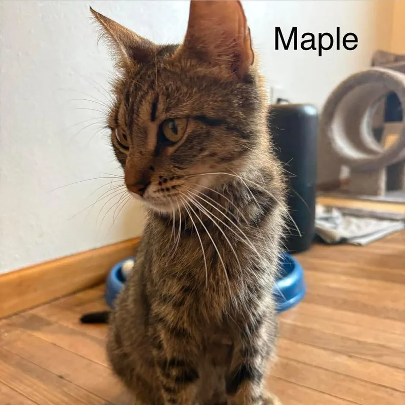 A young medium-sized female Gray / Blue / Silver Domestic Short Hair cat named Maple for adoption in Chillicothe, IL
