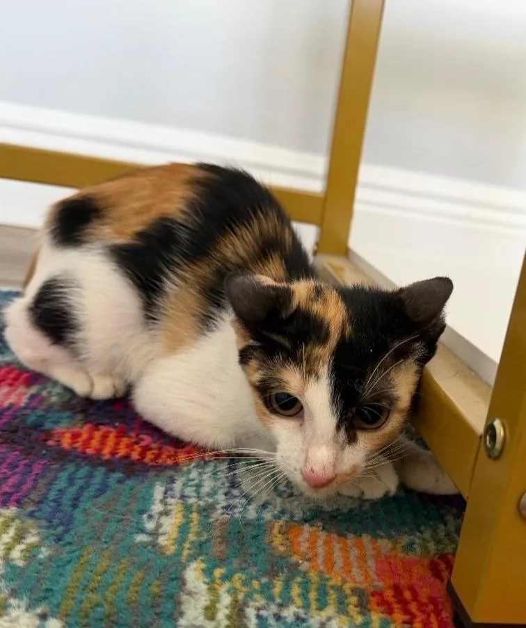 A baby small-sized female Black & White / Tuxedo Domestic Short Hair cat named Sasha for adoption in Wellington, FL