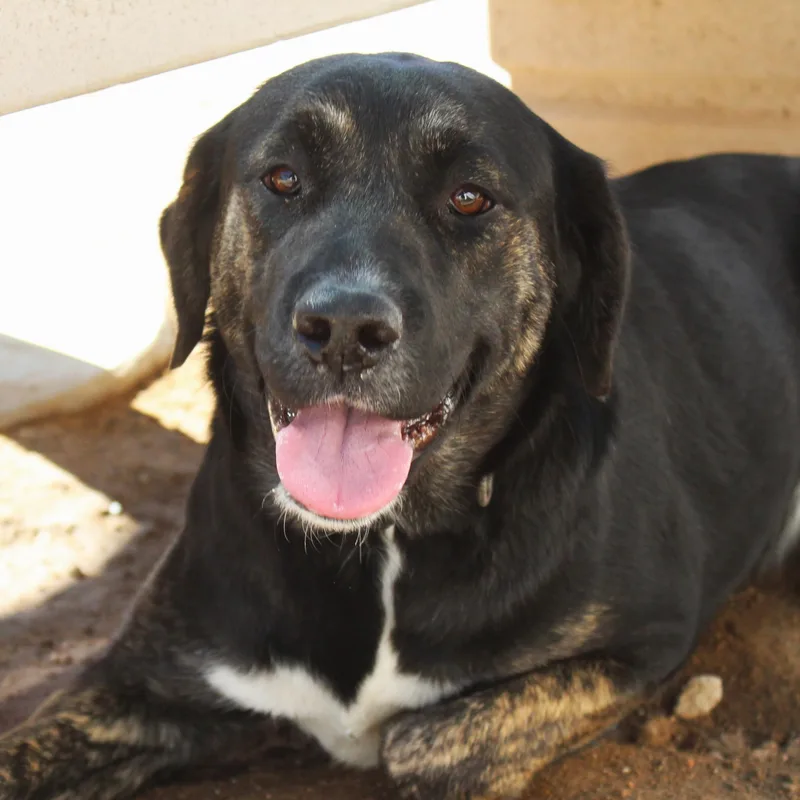 An adult medium-sized female Black Retriever dog named Buffy for adoption in Yucca Valley, CA