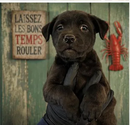 A baby medium-sized female Hound dog named Crawfish Pie for adoption in West Memphis, AR