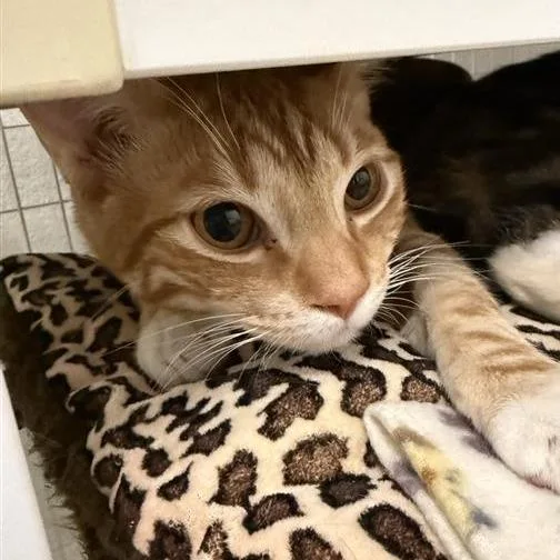 Benny