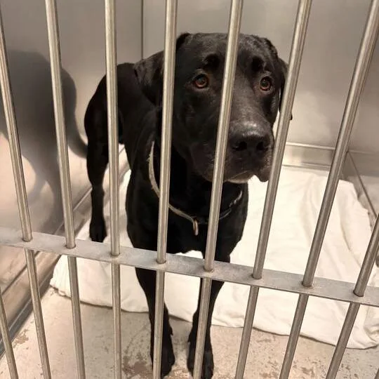 An adult large-sized male Black Mixed Breed dog named Namsu for adoption in Davenport, IA