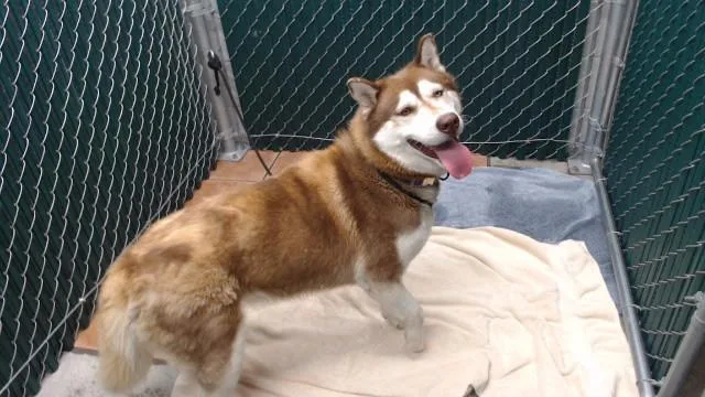 An adult large-sized female Husky dog named Bonnie for adoption in Downey, CA